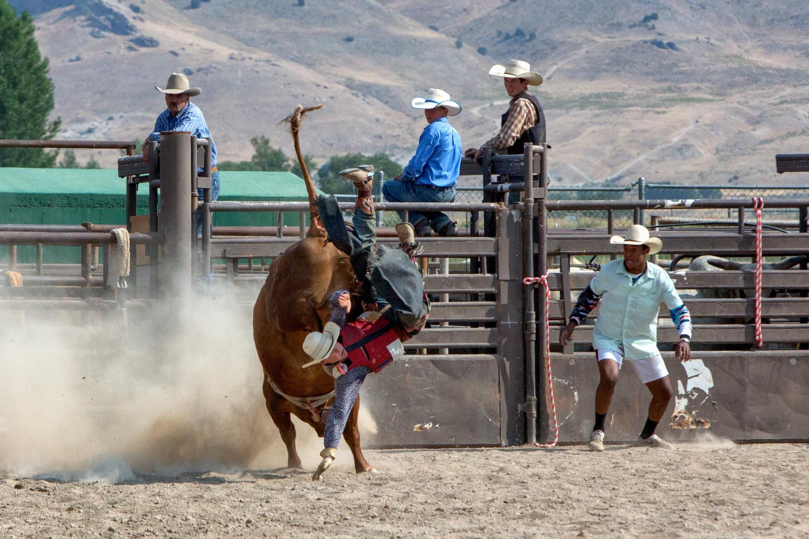 Guide de survie du Stampede de Calgary : dix trucs essentiels